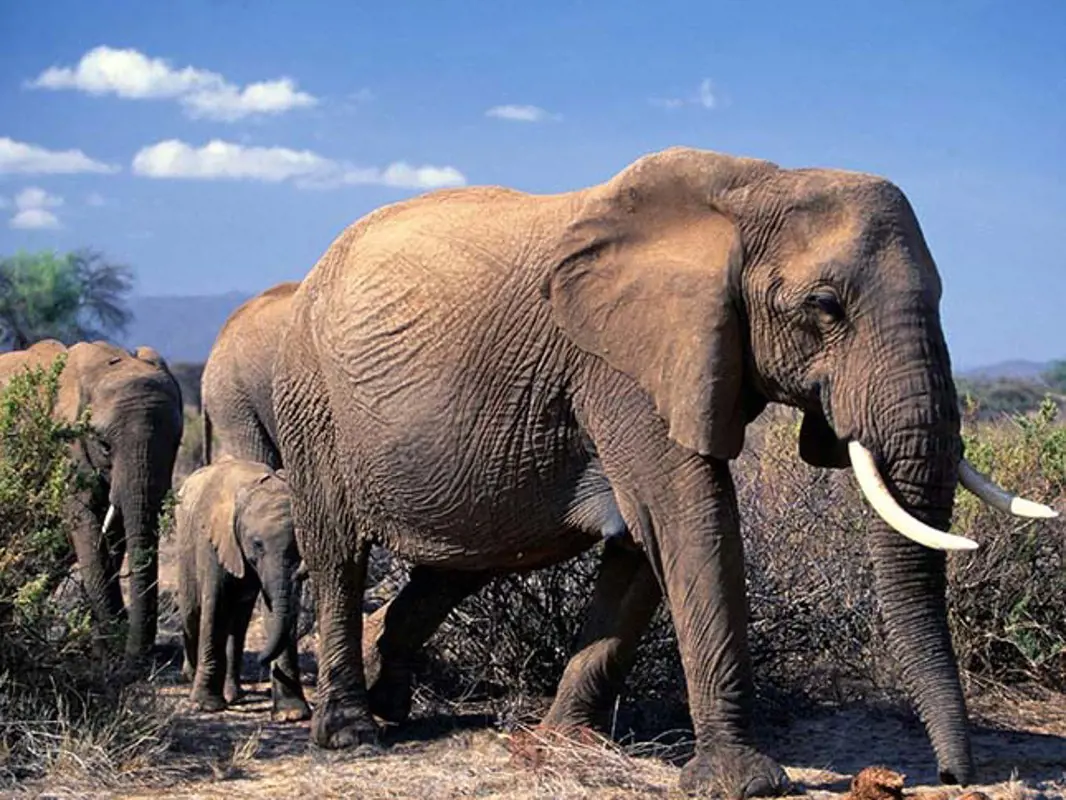 Egyetlen elefántot sem öltek meg vadorzók tavaly, Afrika egyik legnagyobb rezervátumában