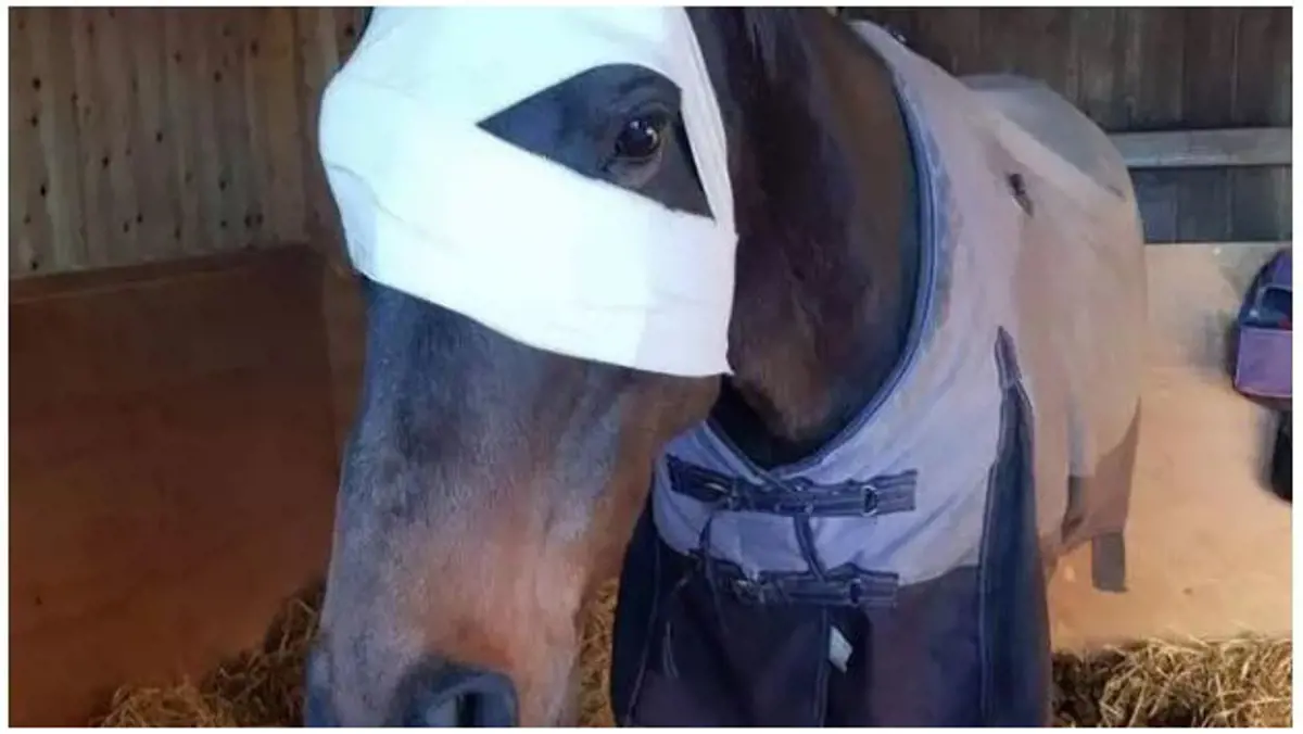Tűzijáték miatt vesztette el fél szemét egy ló