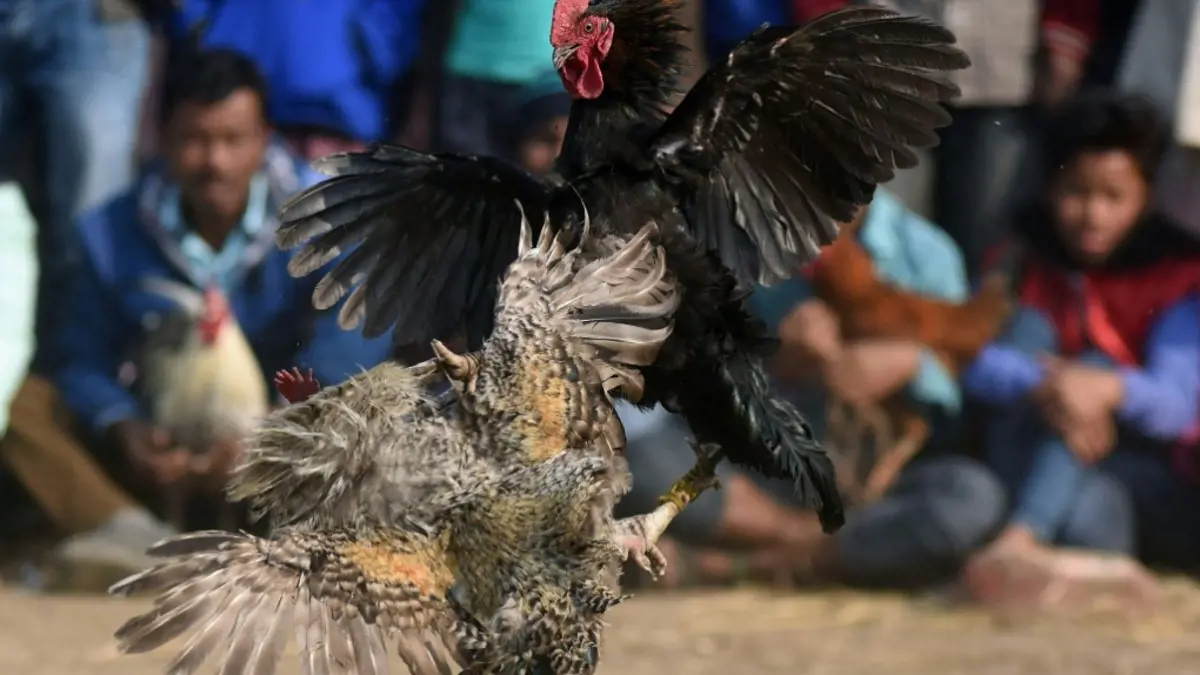 Megölte gazdáját egy harci kakas Indiában