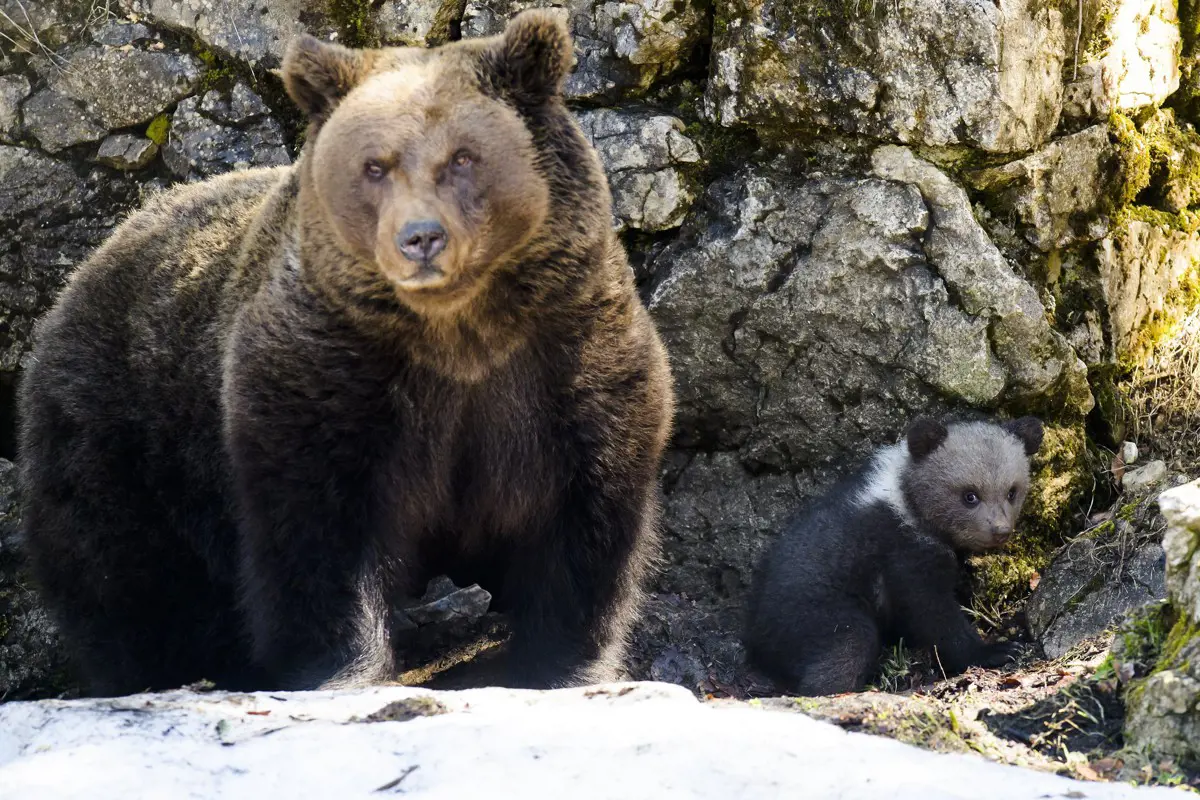 Vélhetően az EU legnagyobb barnamedvéjét lőtték ki törvénytelenül Romániában