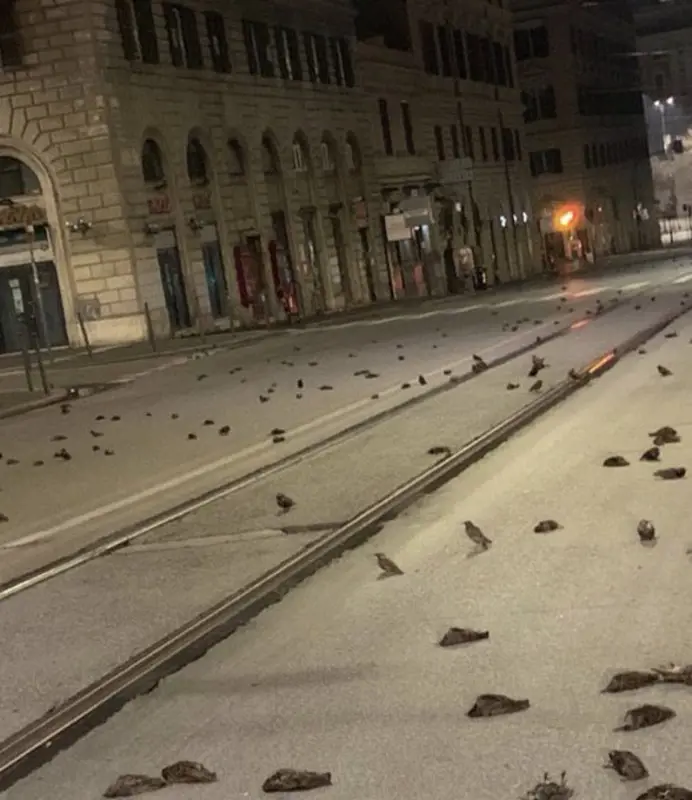 Tűzijátékra gyanakodnak: több száz madártetem borította be Róma belvárosát