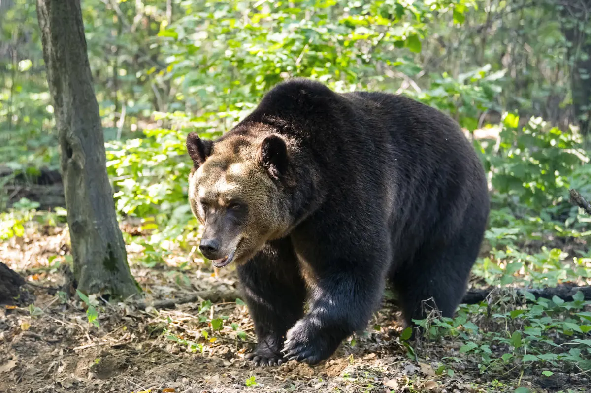 Kilőttek egy veszélyesnek ítélt nőstény medvét az olasz hatóságok