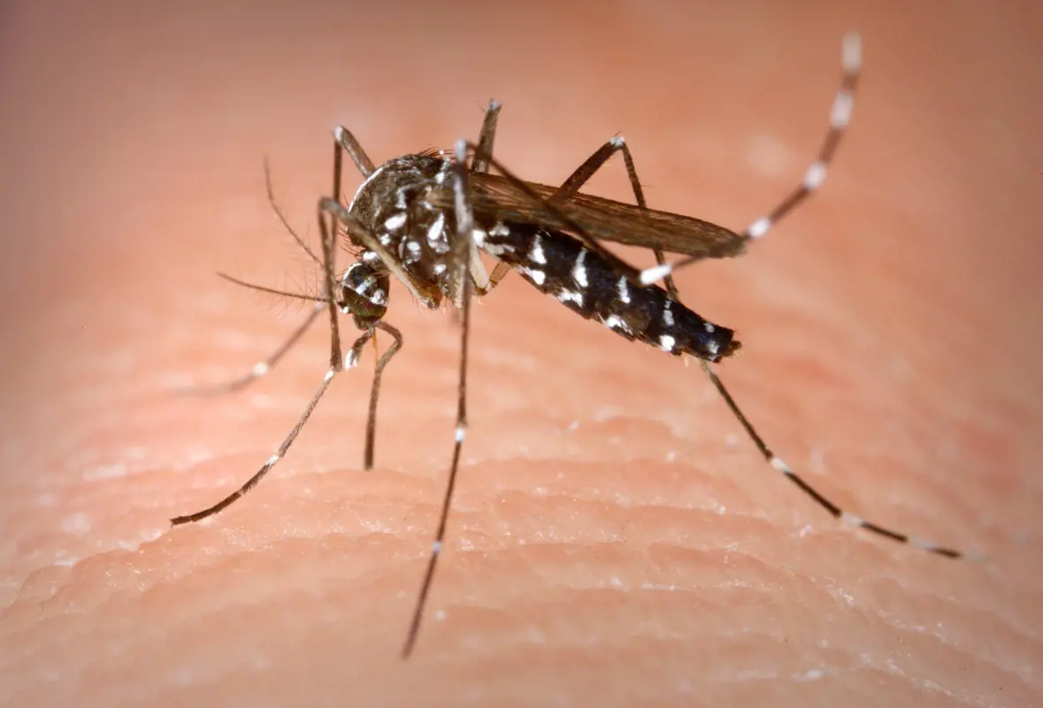 Katasztrófavédelem: minden eddiginél nagyobb területen irtják a szúnyogokat