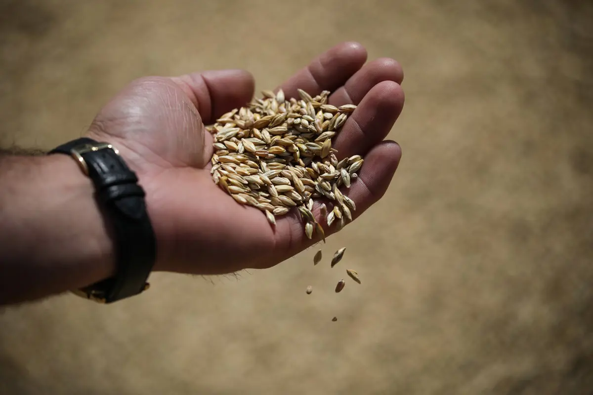 A FAO szerint csökkentek a globális élelmiszerárak márciusban