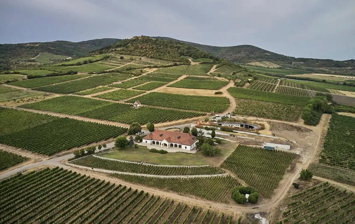 Orbán Ráhel közel száz hektár szőlőt vásárolt a Tokaji borvidéken