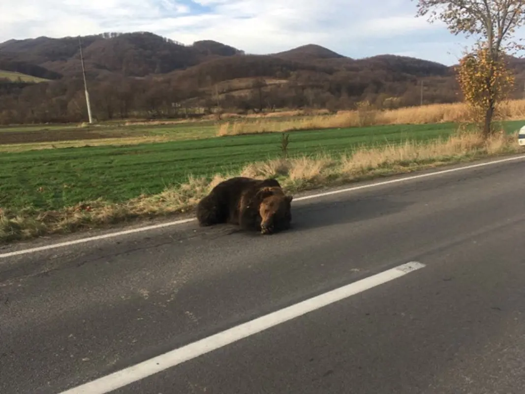 20 órán keresztül hagytak szenvedni egy elgázolt medvét Hargita megyében