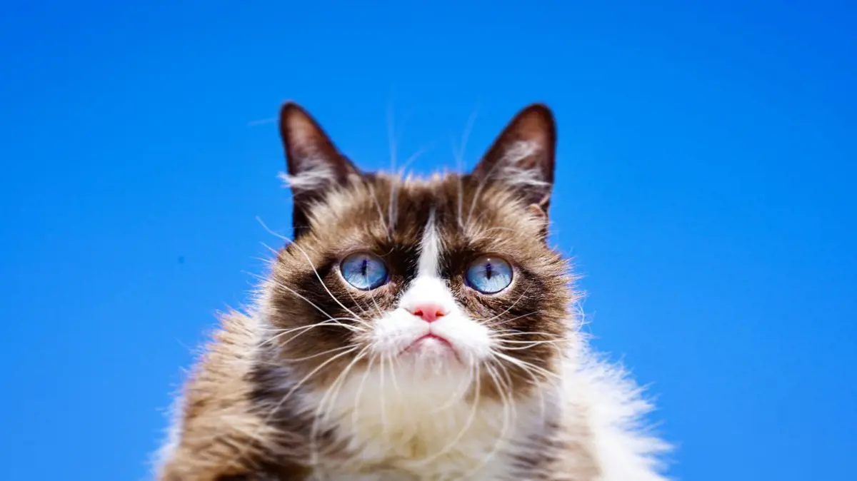 Meghalt Grumpy Cat, az internet leghíresebb macskája