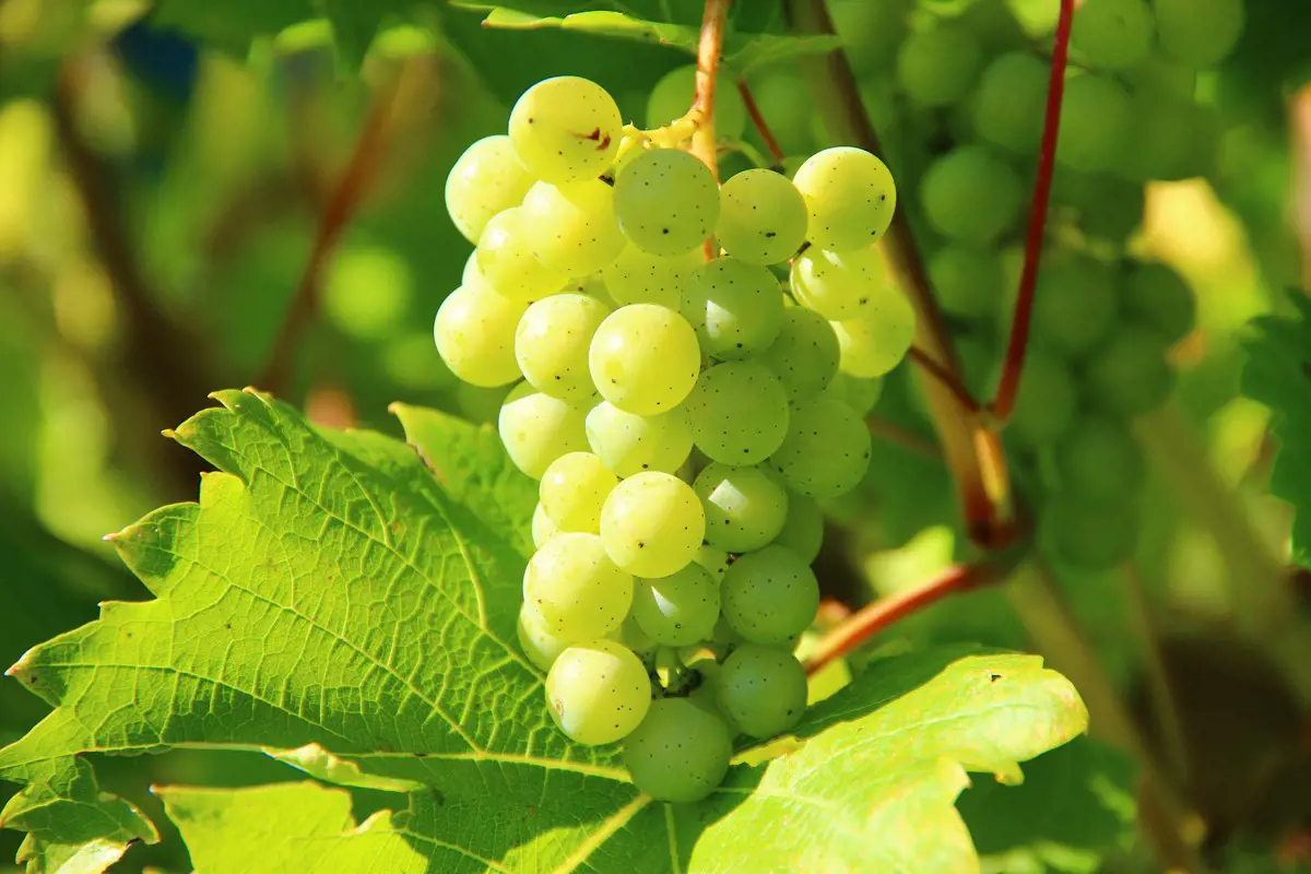 Az egyik legnépszerűbb szőlőfajtát is zölden szedték le a termelők