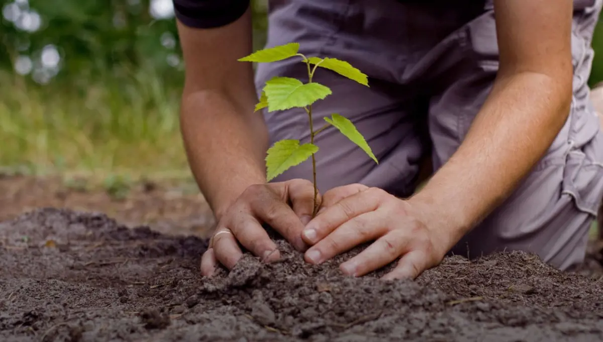 Egy nap alatt 350 millió fát ültettek el Etiópiában
