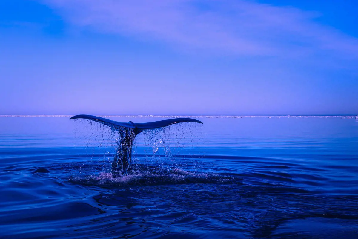 Újabb elpusztult bálna gyomra volt tele műanyaggal