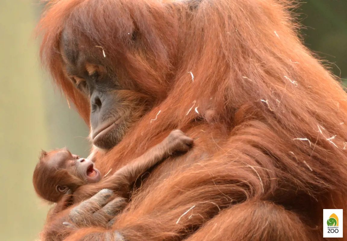 Wulan, Huba, Móric - szavazza meg az állatkert újszülött orángutánjának nevét