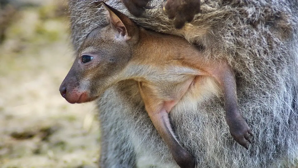 Megtalálták a Miskolci Állatkertből megszökött kengurukat