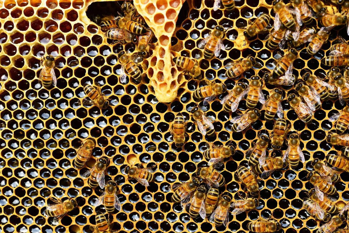 A méhek 20 százaléka elpusztult Magyarországon