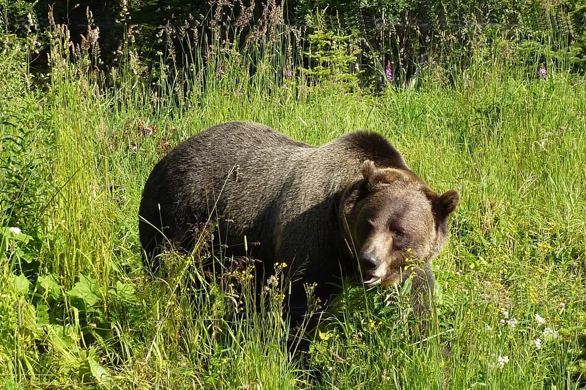 Horror: sátrából rángatott ki egy grizzly medve egy alvó turistát Kanadában