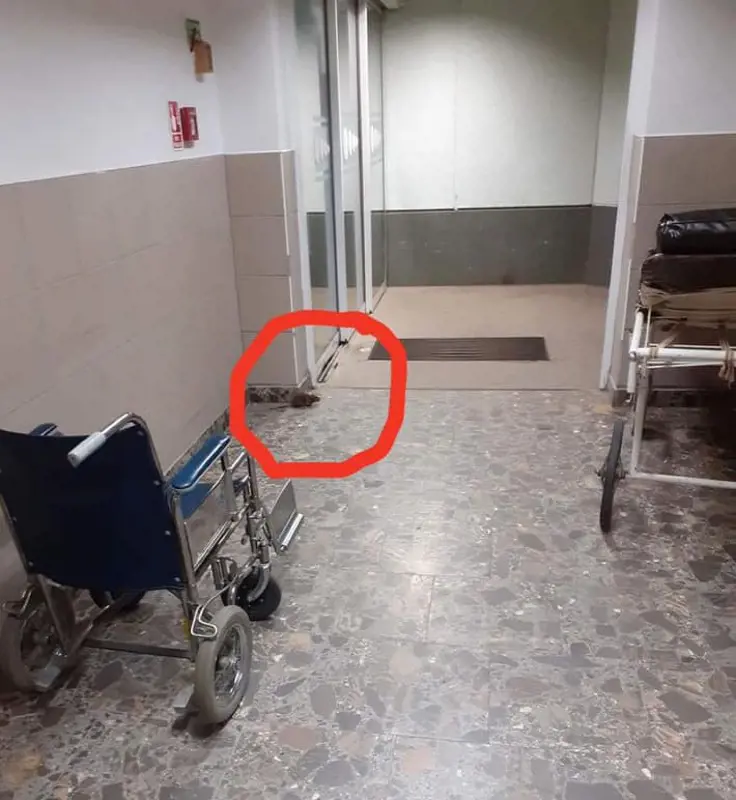 Patkány szaladgált az egyik magyarországi kórházban